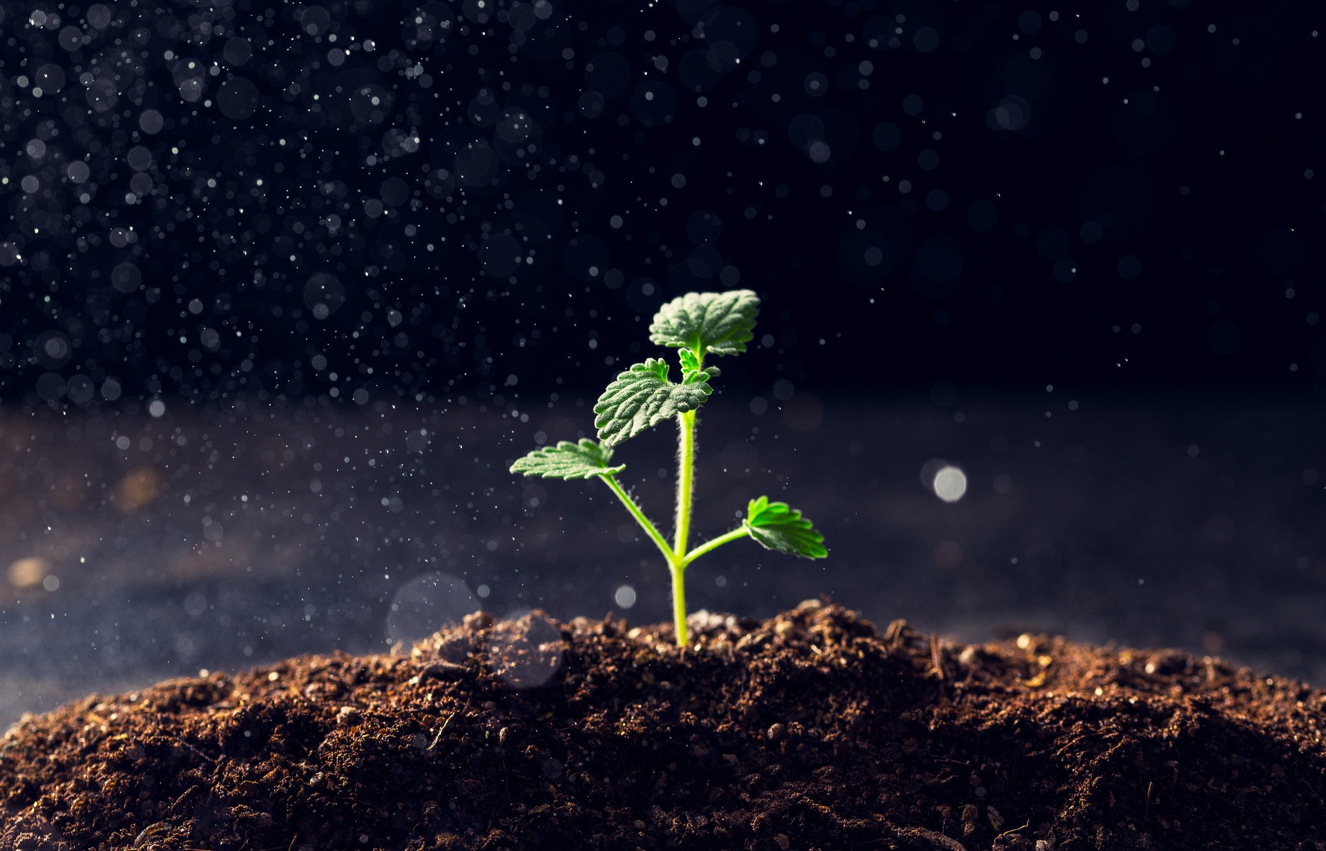 中国科学家发现植物修复土壤重金属污染新途径